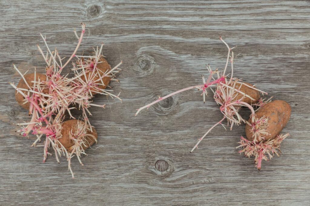 Potatoes growing sprouts on a wooden surface.