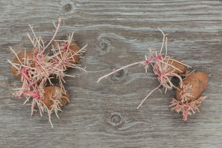 Growing A Garden From Grocery Store Food - Roots and Refuge