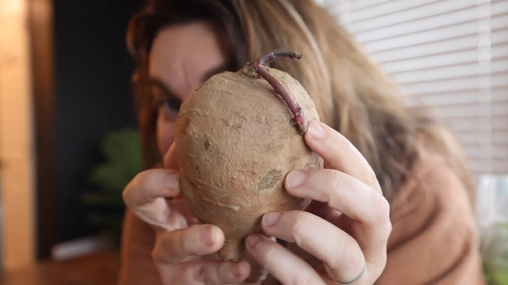 A sweet potato with a sprout growing out of it.