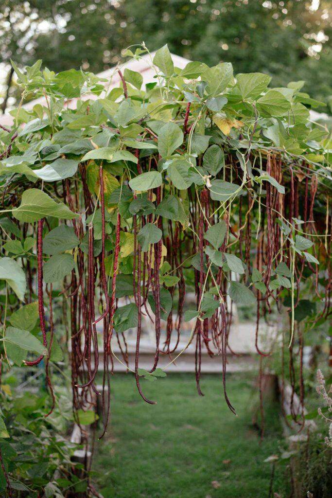 Long red beans growing on an arched trellis.