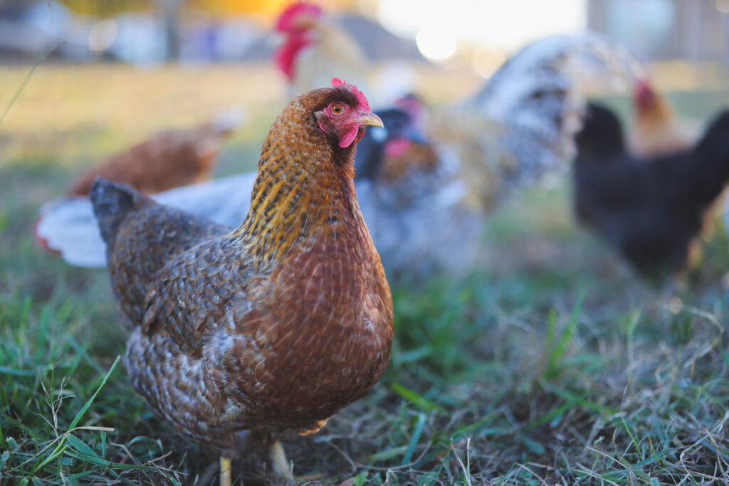 Egg laying chickens in the grass.