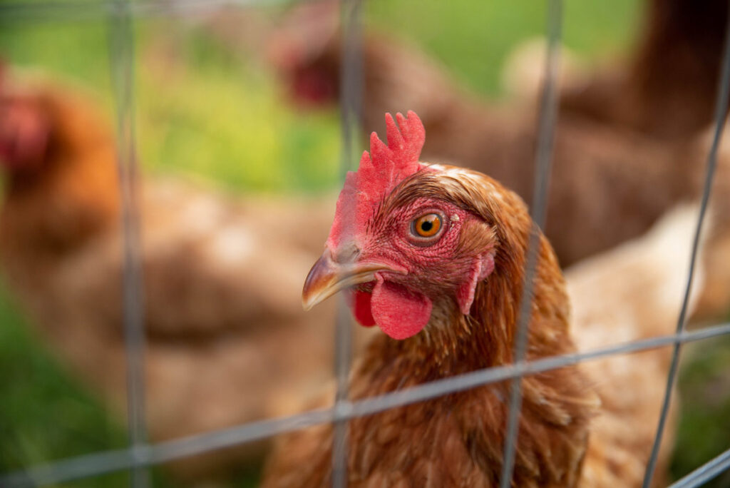 Close up of a chicken through a gate.