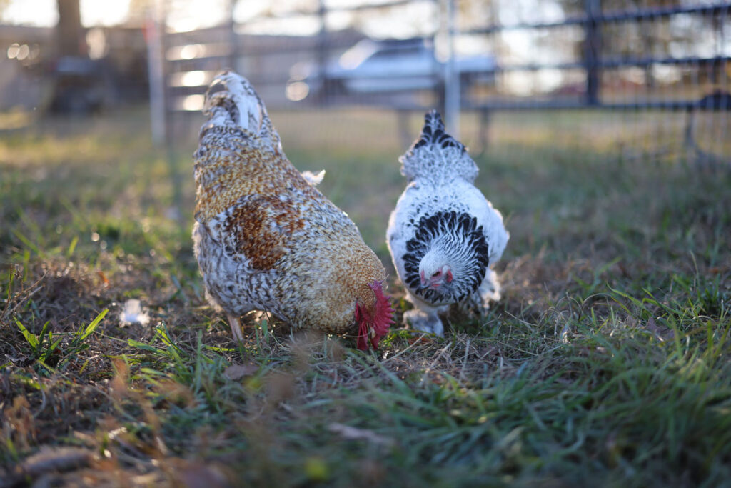 Two chickens pecking for bugs in the grass.