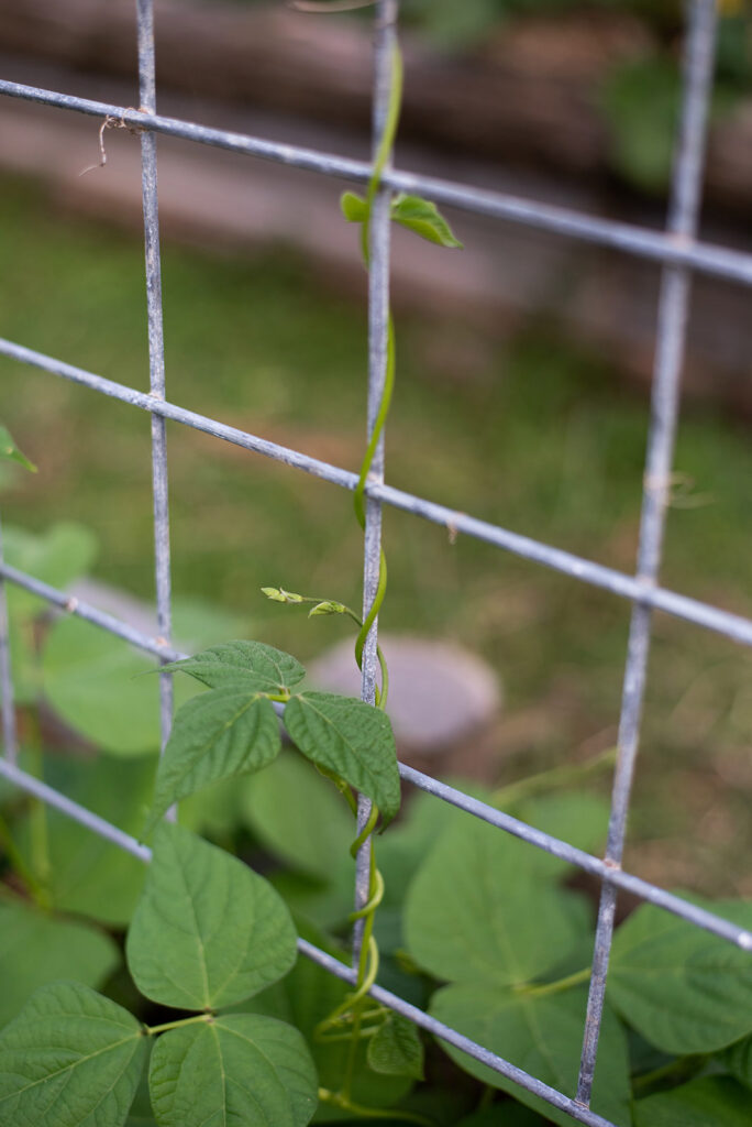 Bean tendril climbing a vertical trellis.