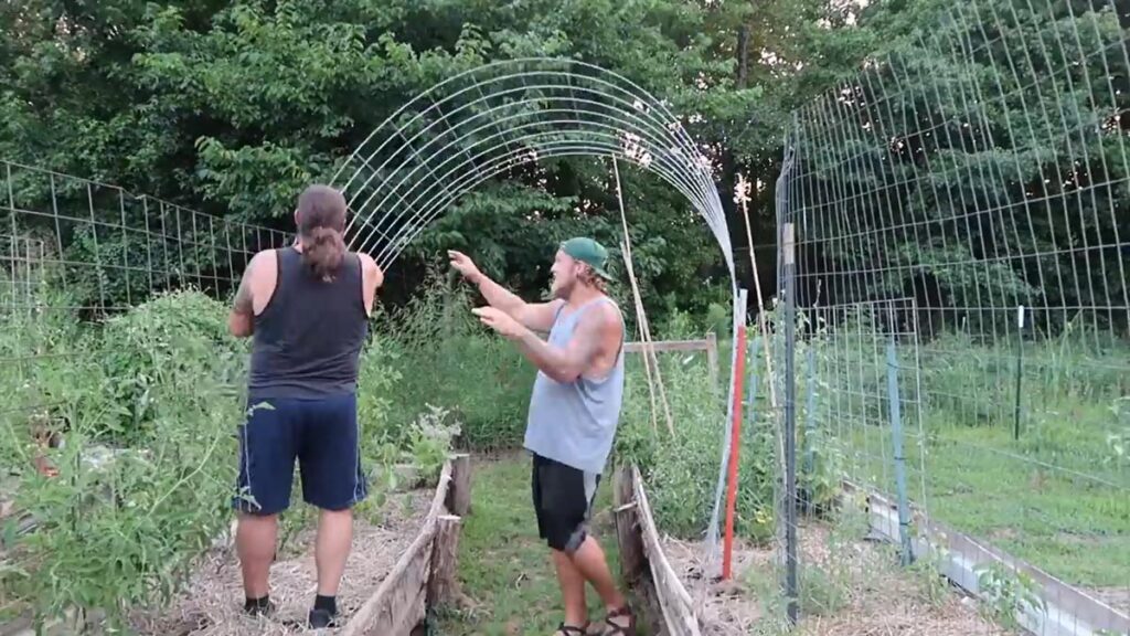 Two men bending a cattle panel for an arched vertical trellis.