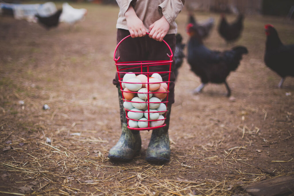 Small child holding a red basket filled with fresh farm eggs.