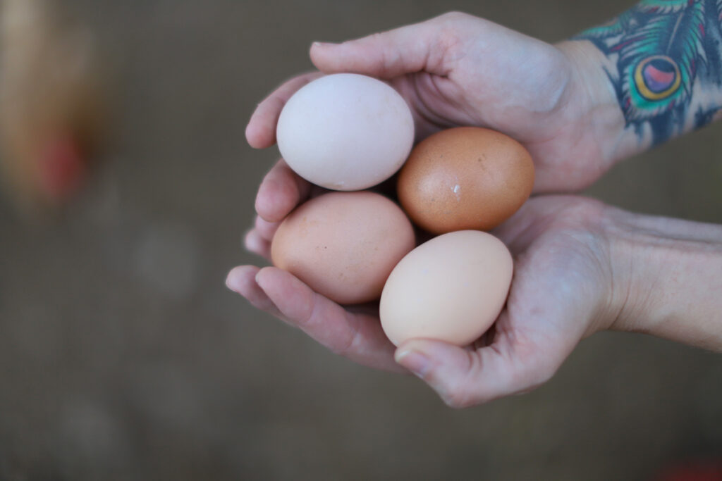 A woman's hands holding four farm fresh eggs.