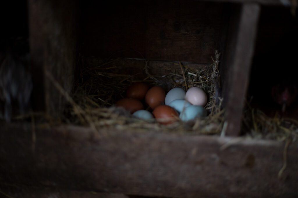 Multiple eggs in a nesting box.