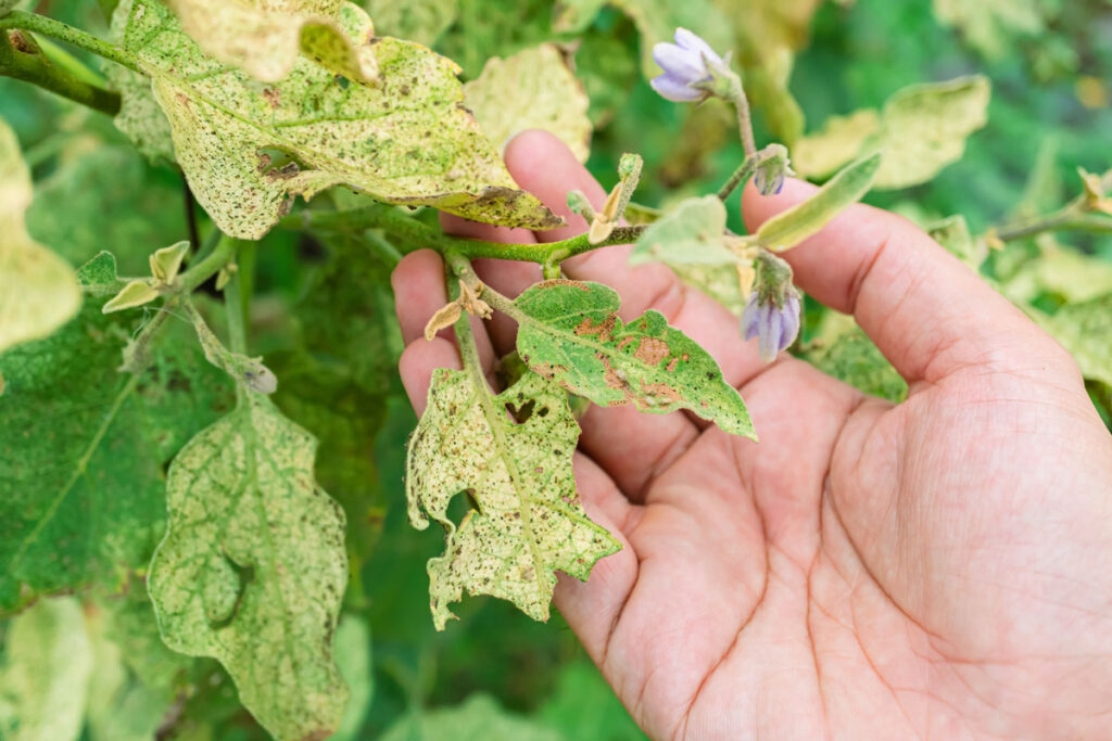 Flea beetle damage to a vegetable leaf.