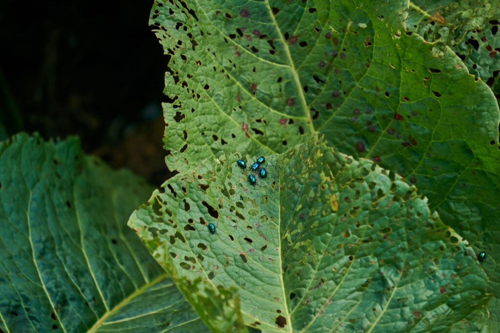 Flea beetles on a vegetable leaf with holes all over it.