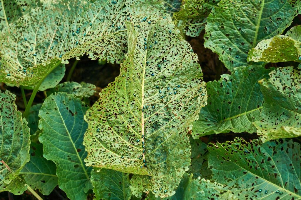 Flea beetles eating away at a vegetable leaf.