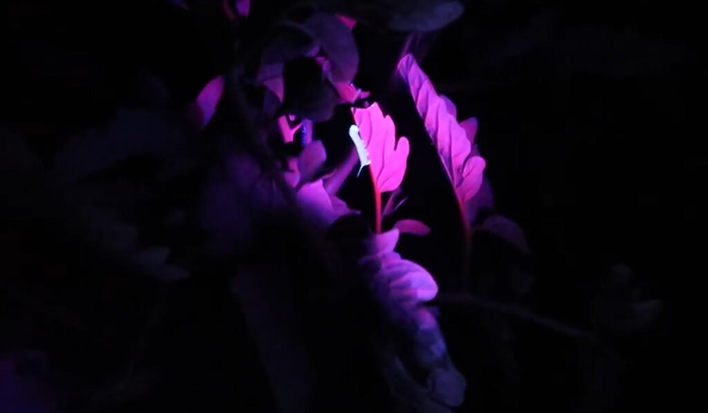 A tomato horn worm glowing from the light of a blacklight flashlight.