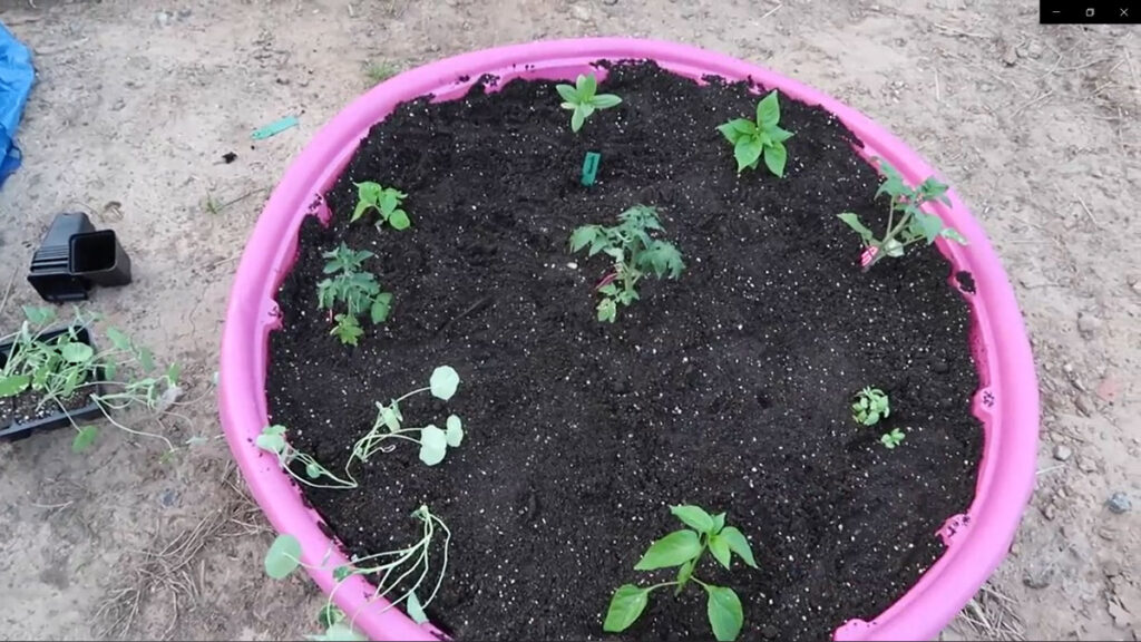 A pink kiddie pool filled with soil and planted with plants.