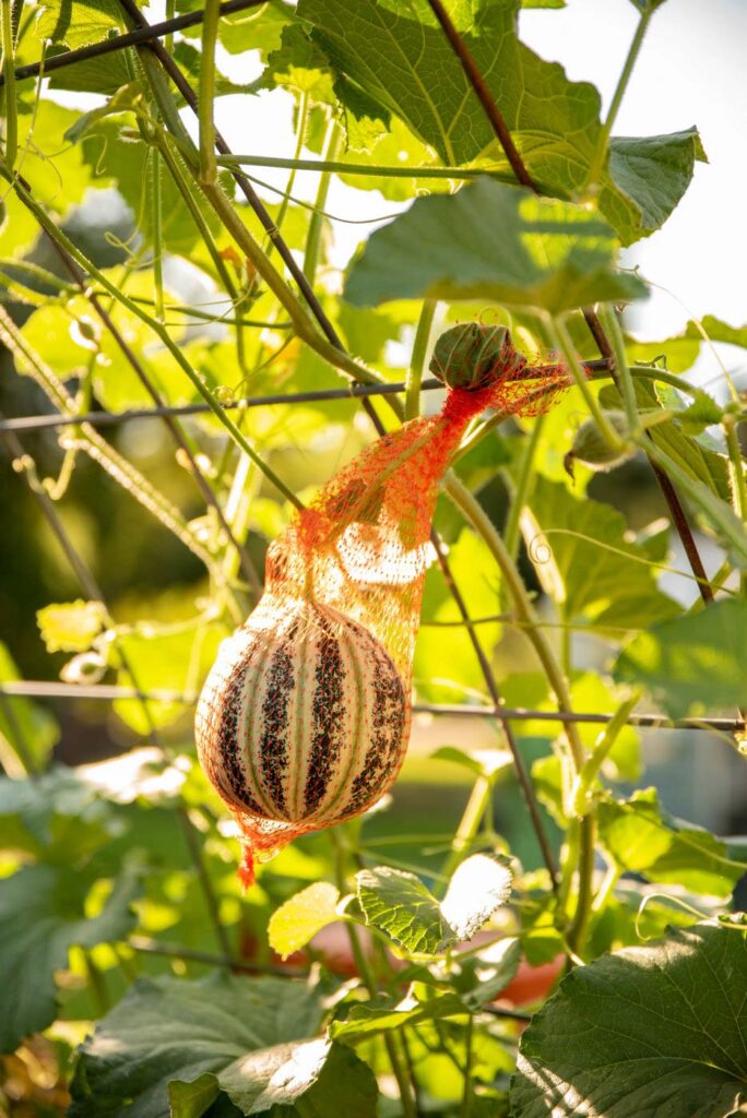 A melon wrapped in a mesh bag growing vertically on a trellis.