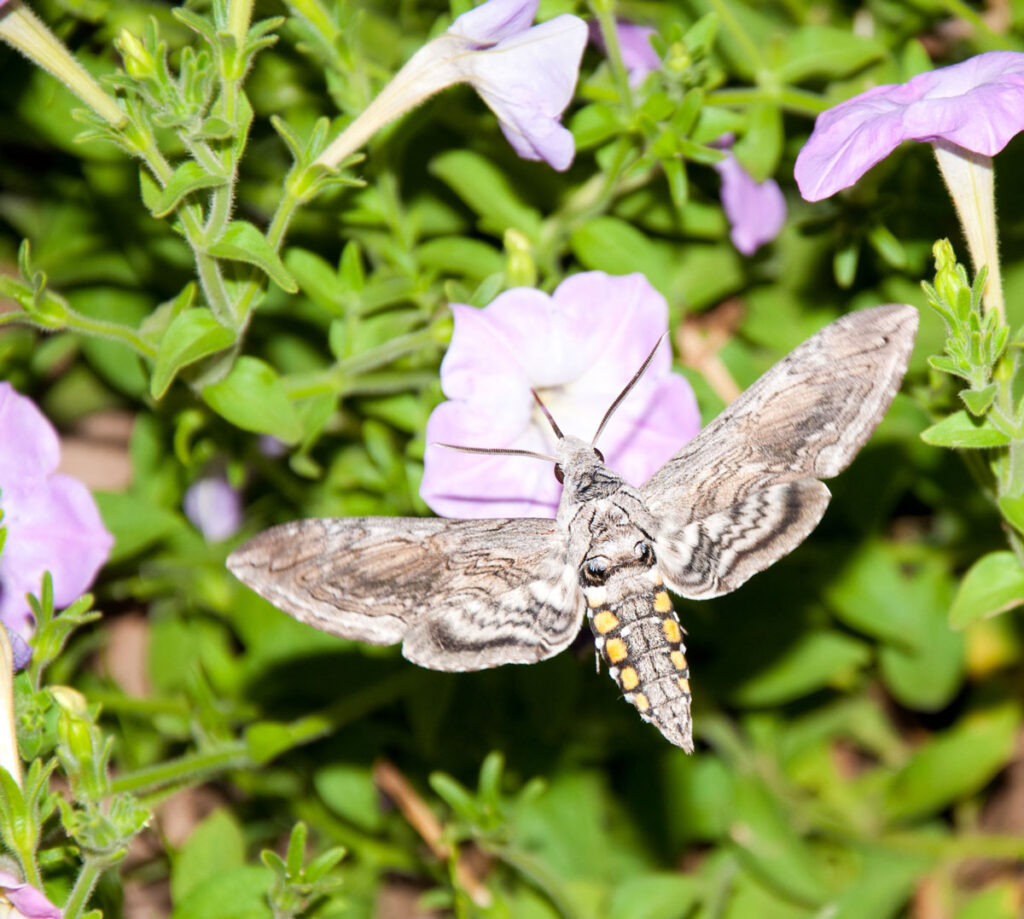 Tomato Horn Worm as a moth.