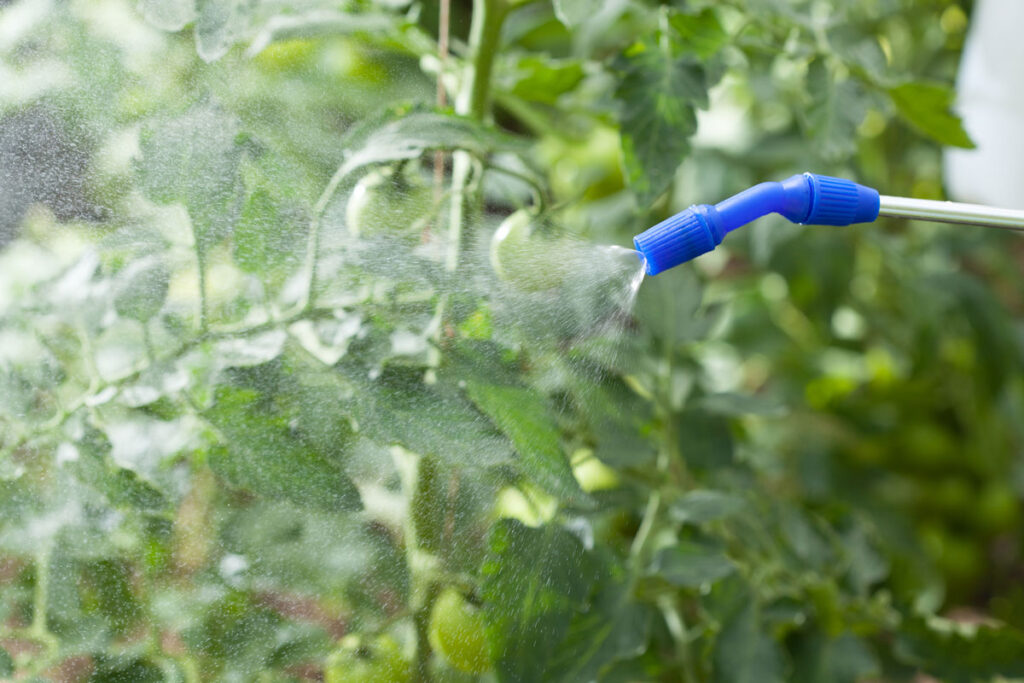 A fine mist sprayer spraying tomato plants.