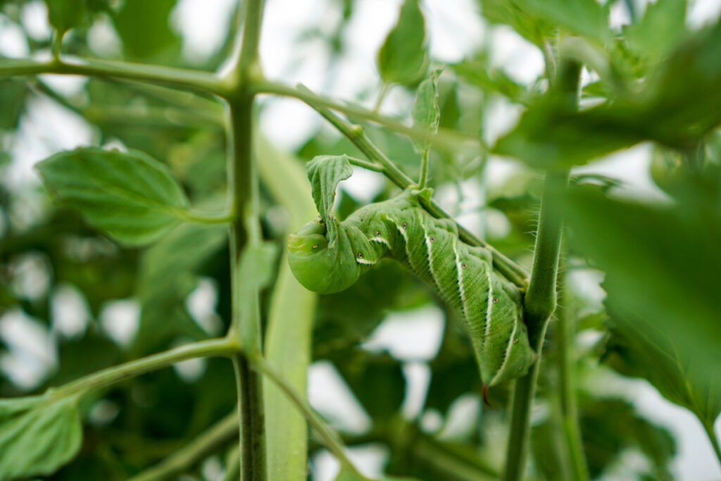 Tomato horn worm climbing on a tomato plant.