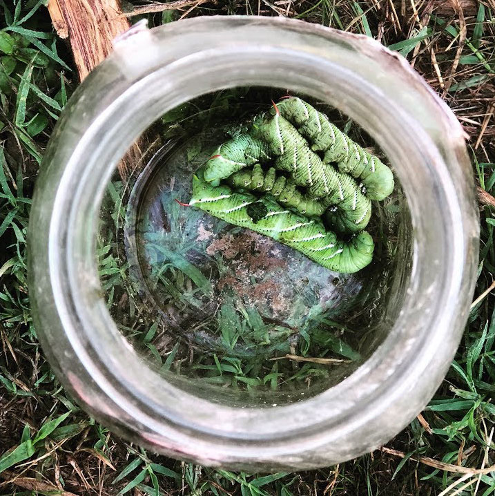 A mason jar with five tomato horn worms.