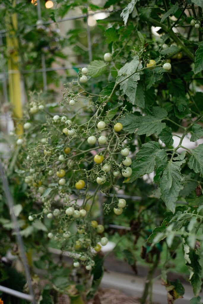 Cherry tomatoes growing on a trellis.