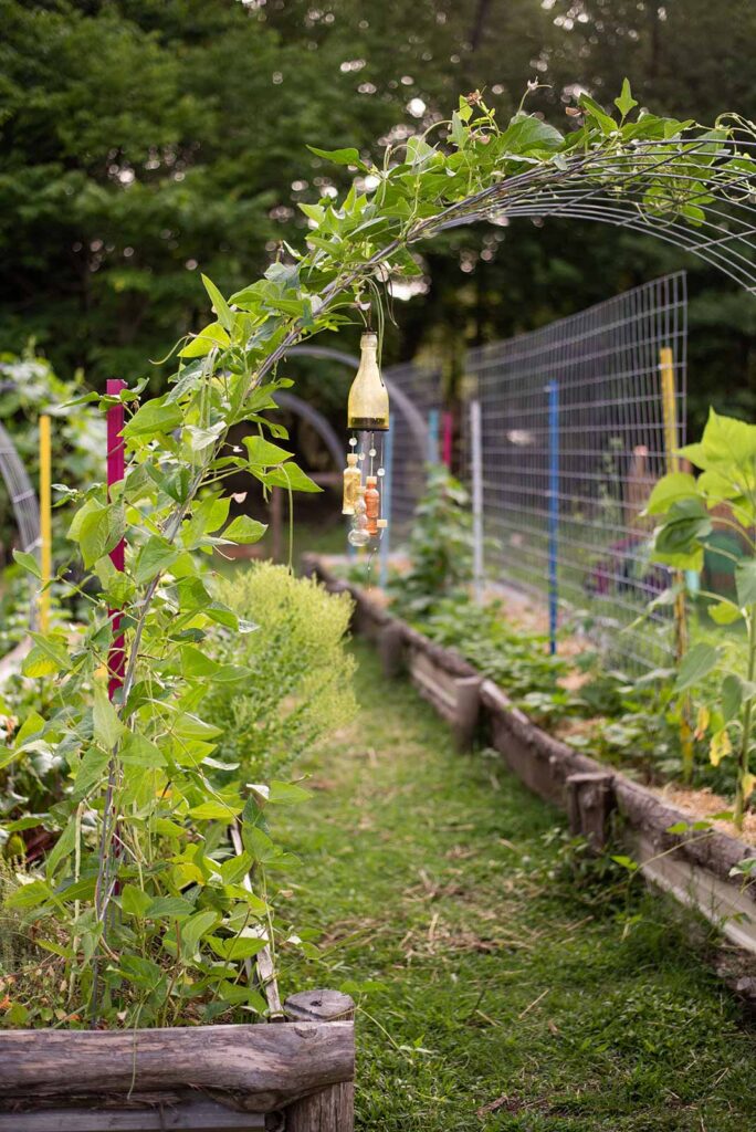 An arched trellis with plants growing on them.