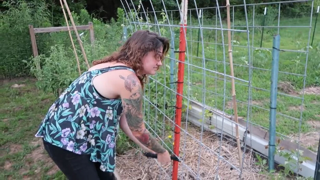 A woman putting on zip ties to a cattle panel attached to a t-post.