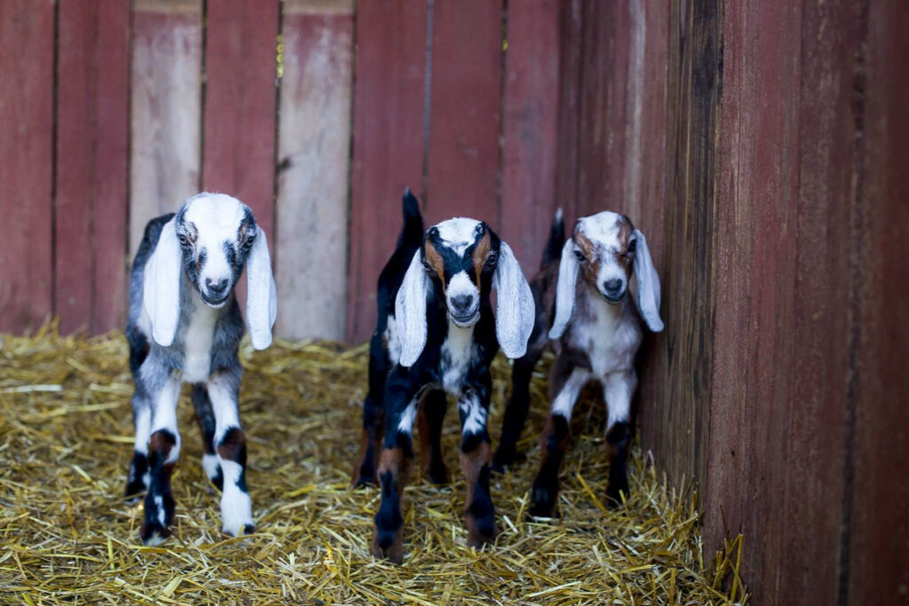 Three baby goats in a barn.