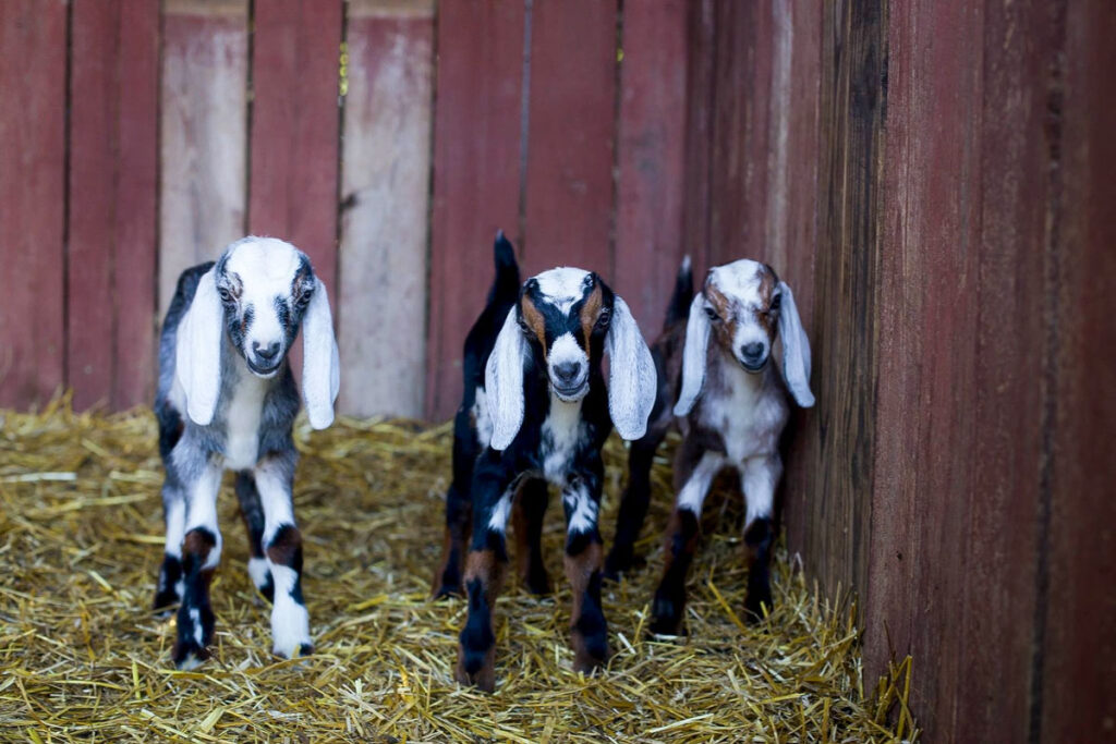 Goat Kids at 1 Week Old 