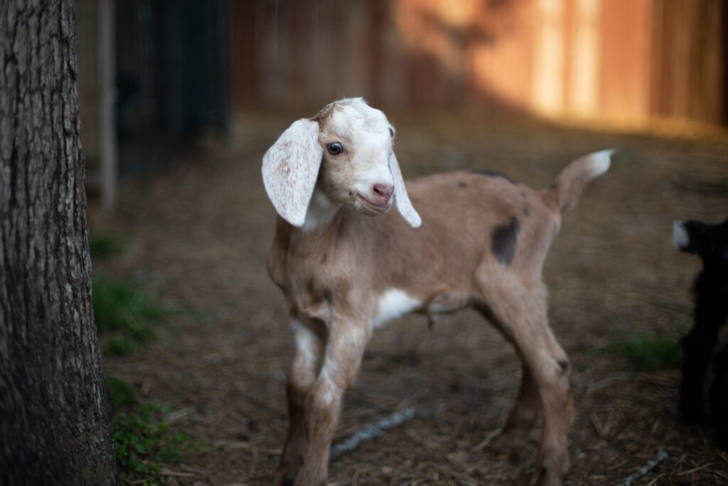 A baby goat in a barn.