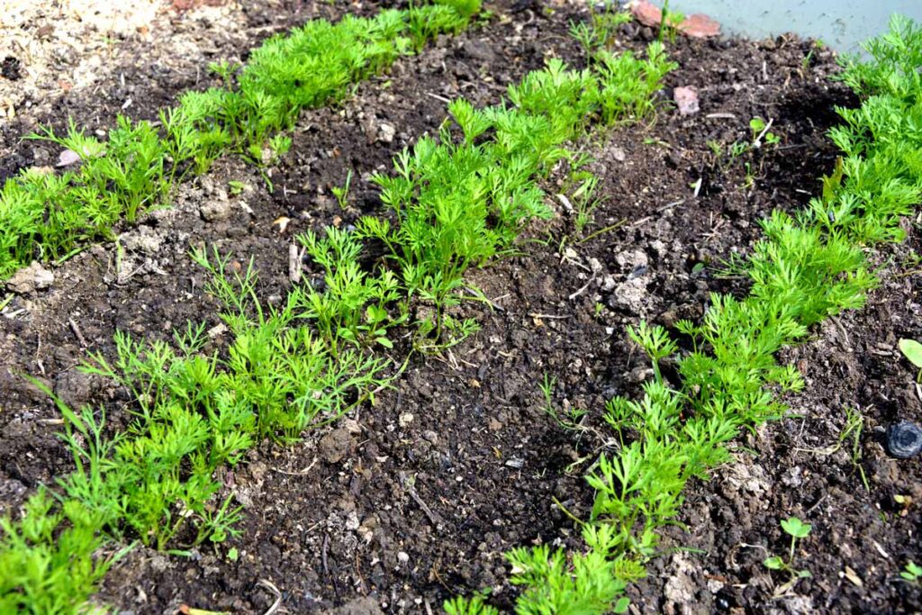 Three rows of carrots growing in the garden.