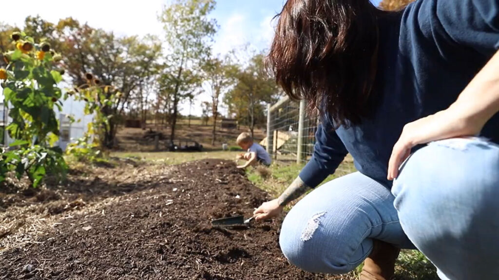 Garlic cloves being planted into soil.
