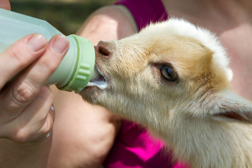 A baby goat being bottle fed.