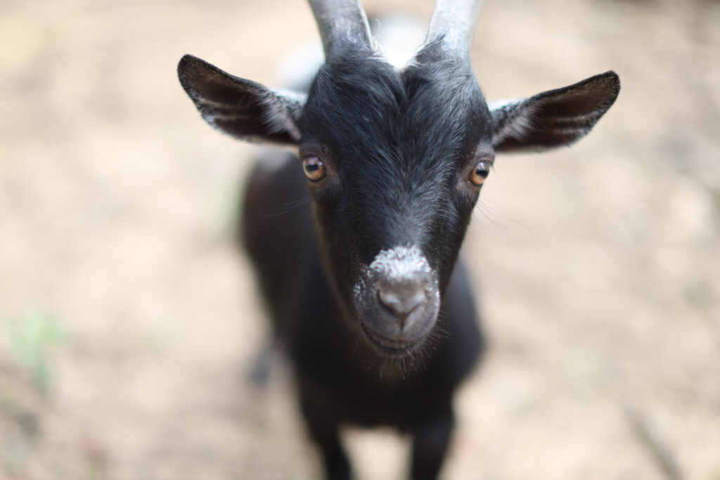 A goat looking close up at the camera.