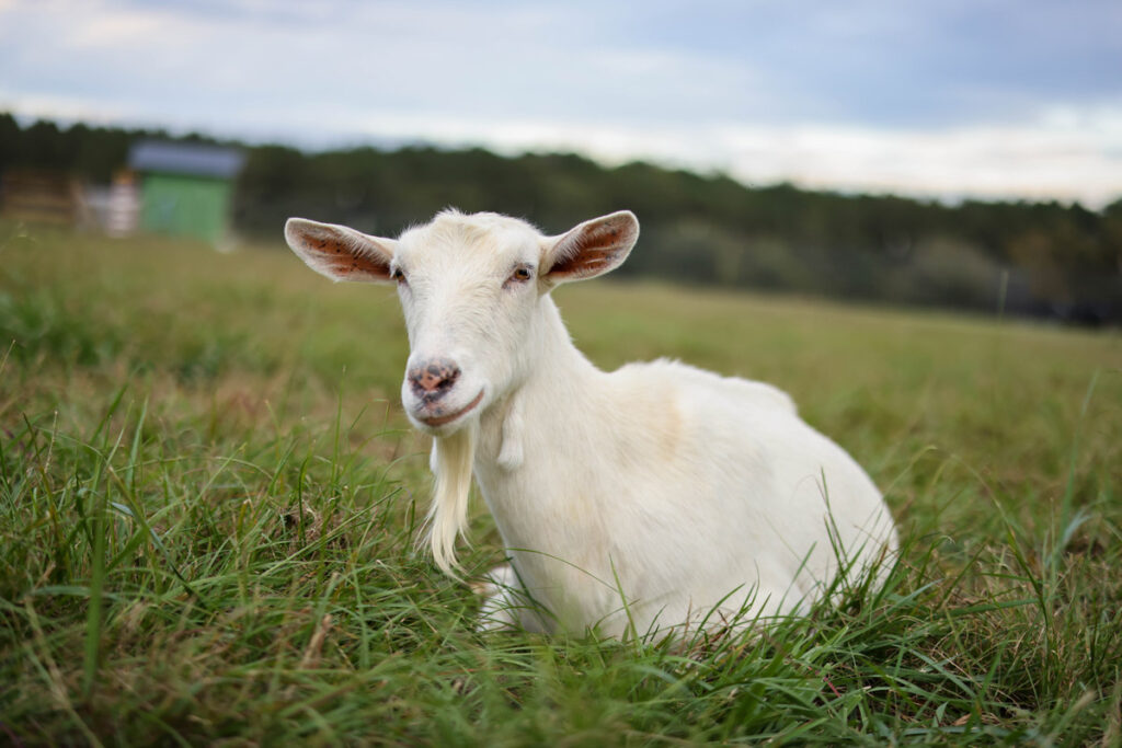 A white goat laying in a field of grass.