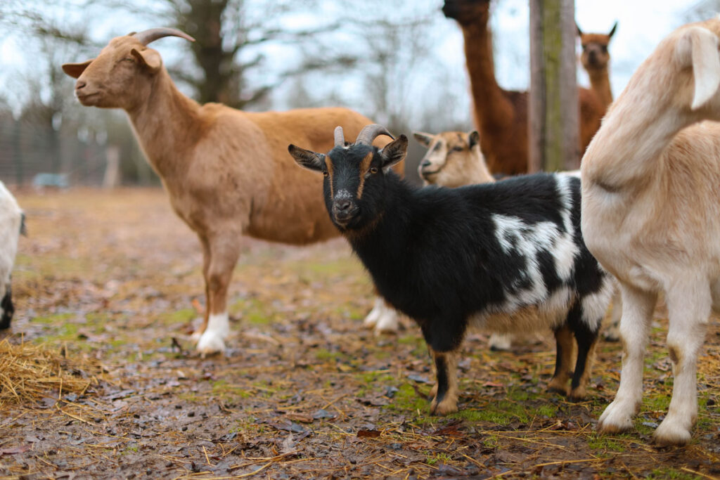 Goats in a pen.