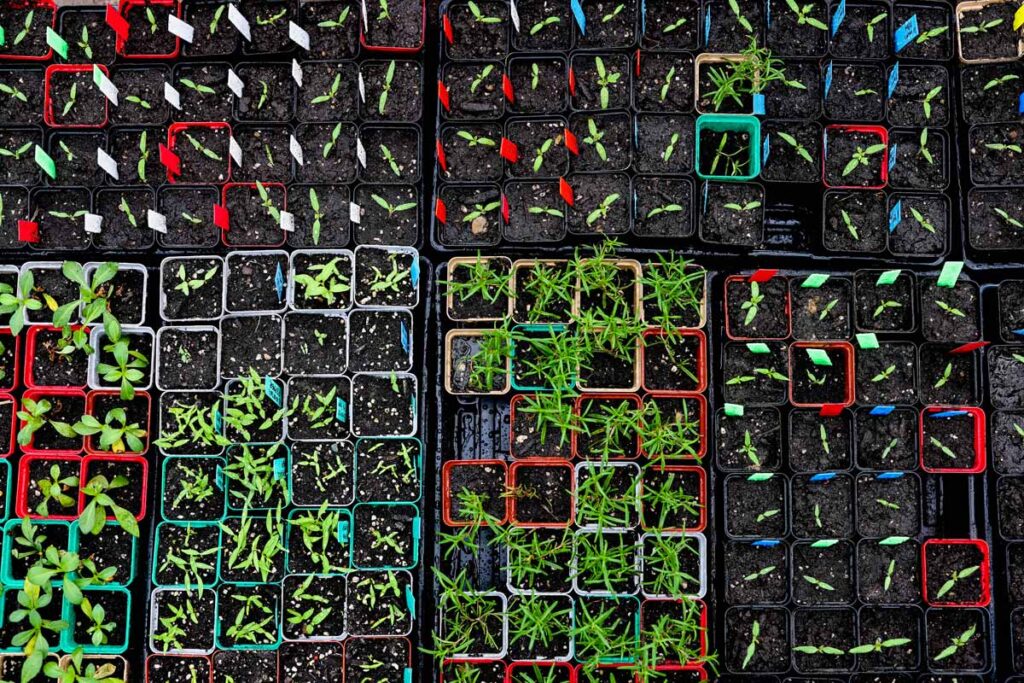 Dozens of seedling pots with plant starts growing.