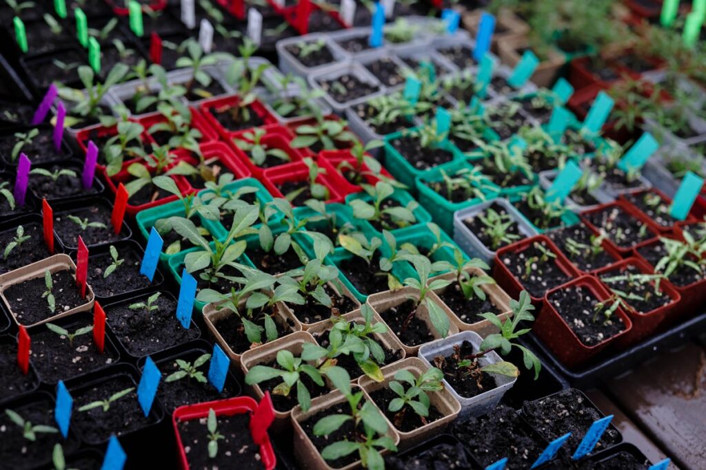 Dozens of seedling pots with plant starts growing.