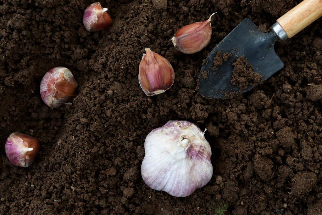 Garlic cloves being planted into soil.