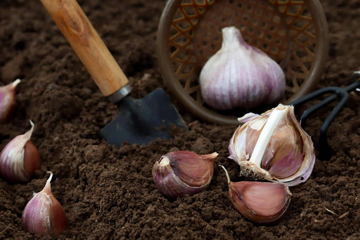 Garlic cloves being planted into soil.