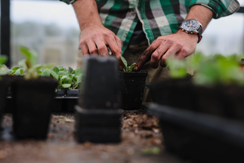 Tiny seed starting pots with seedlings growing.