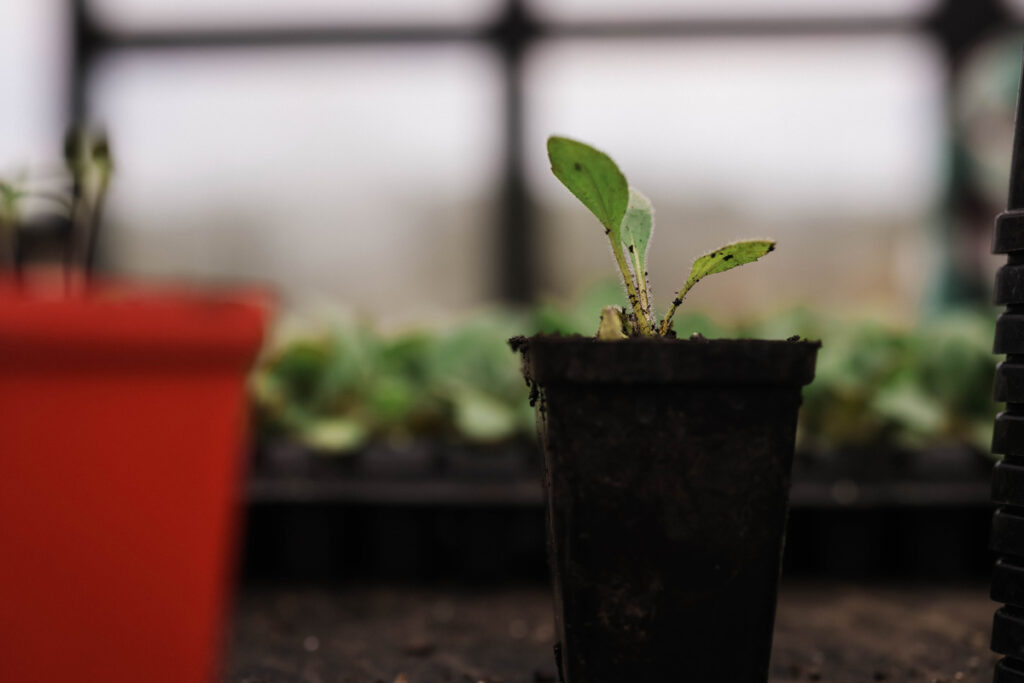 Tiny seed starting pots with seedlings growing.