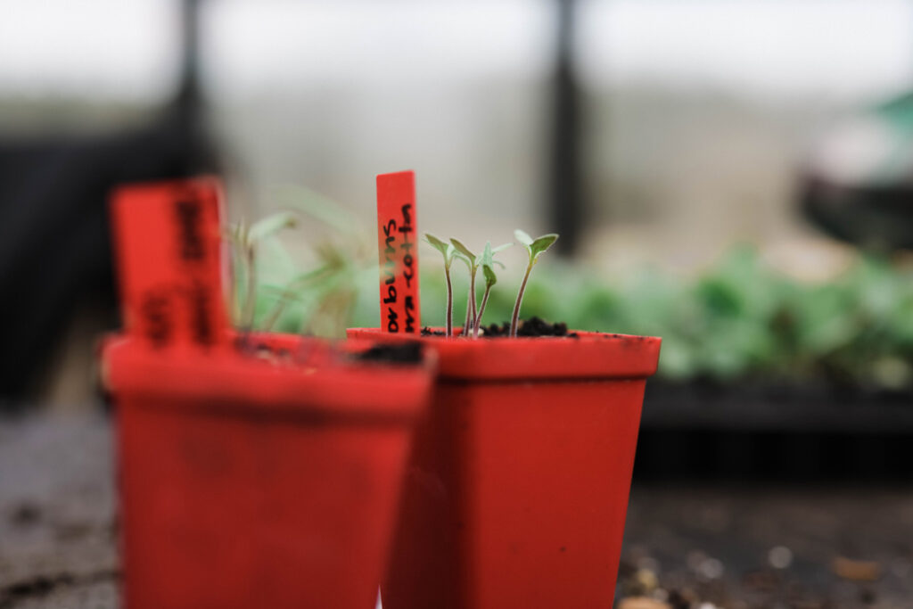 Tiny seed starting pots with seedlings growing.