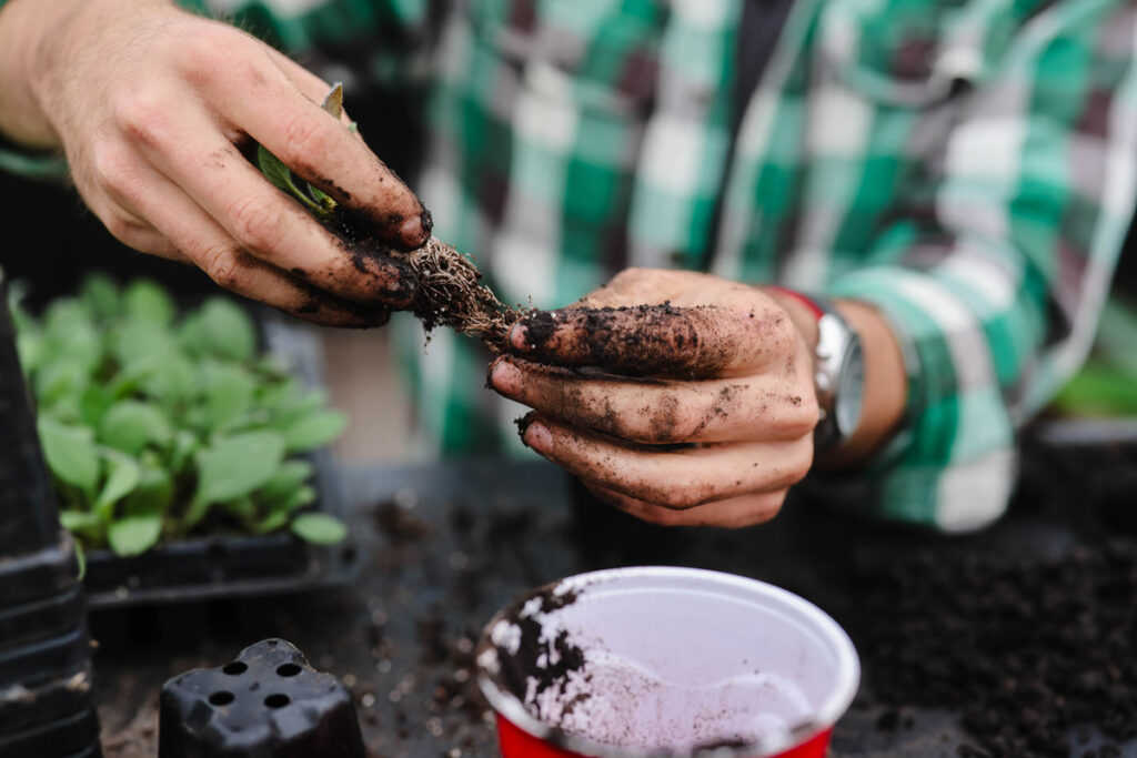 Hands separating seedlings to pot up.