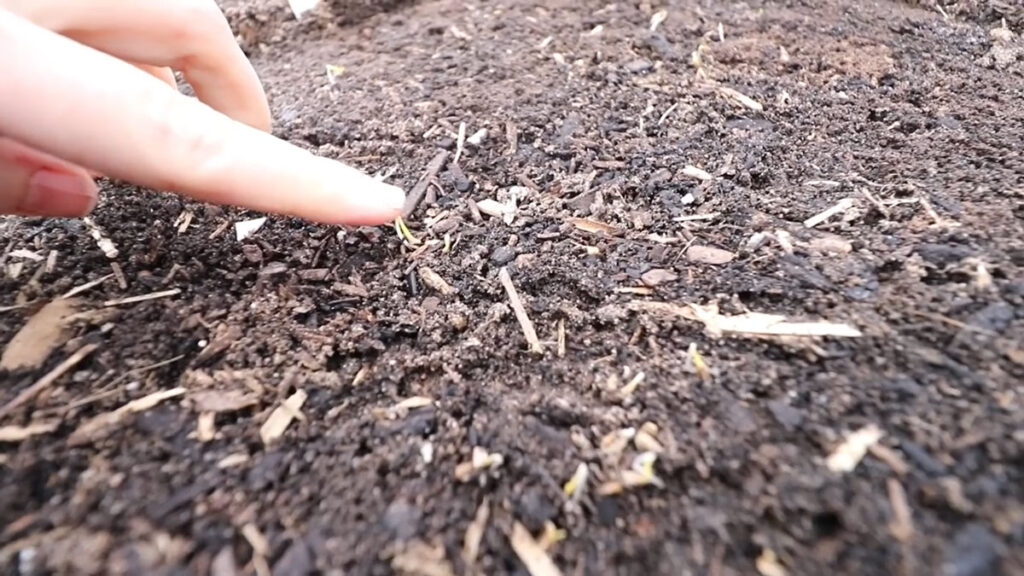 Tiny carrot sprouts sticking up through the garden soil.