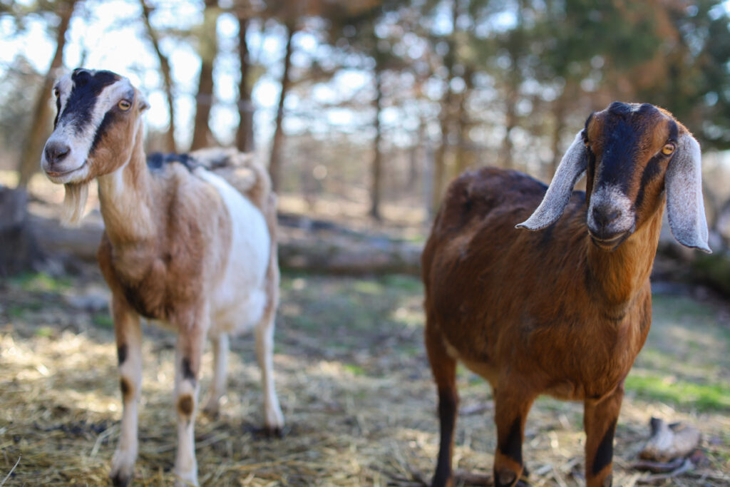 Two goats.