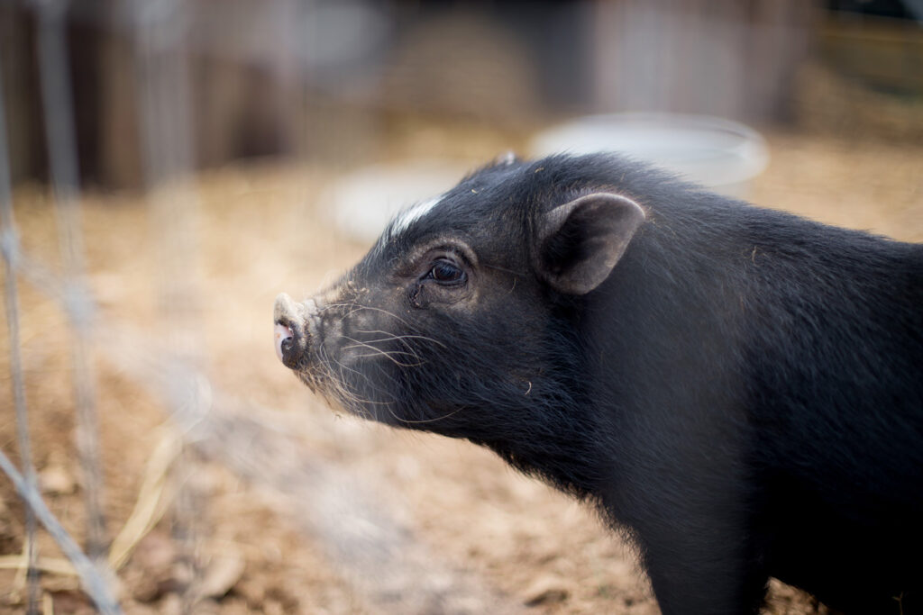 A black piglet.