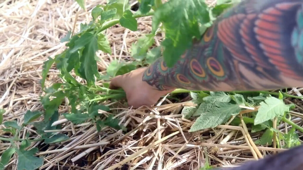 A hand picking up tomato clippings from the ground.