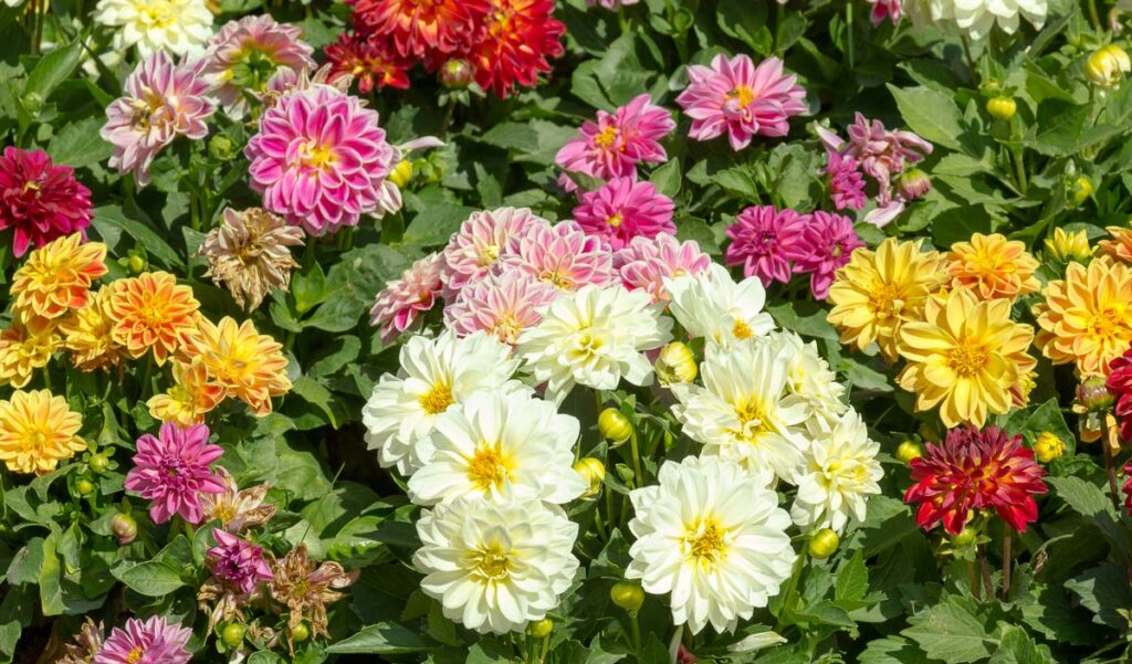 Dahlia flowers growing in a field.