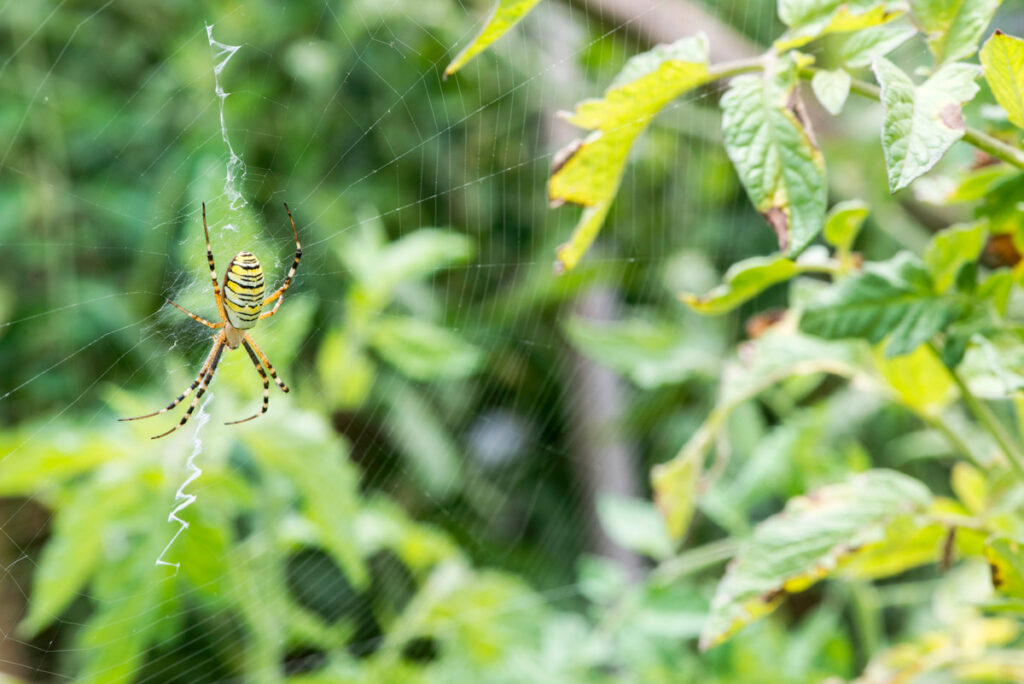 A garden spider in a web.