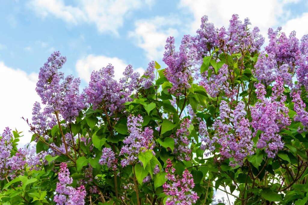 A purple lilac bush.