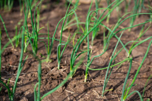 Onion Sets planted in the ground.